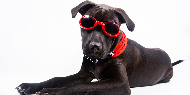 black dog laying down wearing red glasses and star-themed bandana