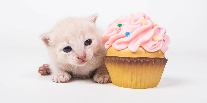 small kitten sitting next to a vanilla cupcake with pink frosting