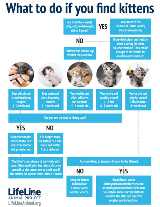 A flow chart for what to do if you find kittens