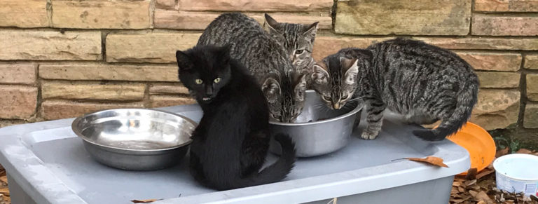 community cats eating food