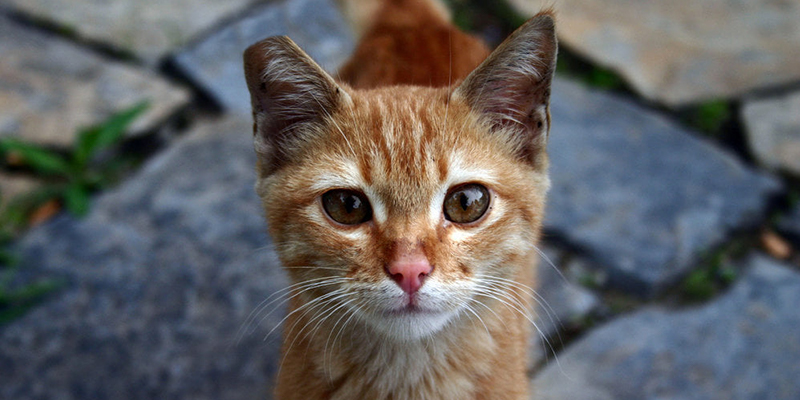 cute orange kitten looking at the camera