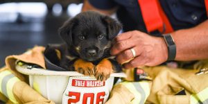 cute black puppy sitting in a firefighter helmet while being pet by a firefighter
