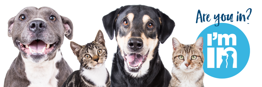 two dogs and two cats smiling at the camera