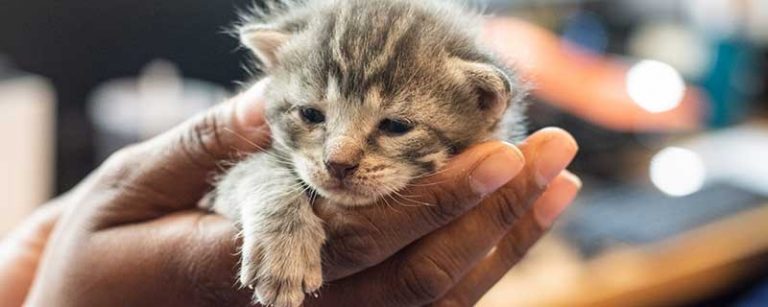 baby kitten being held in a person's hands