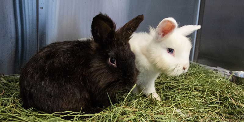 two rabbits sitting on hay