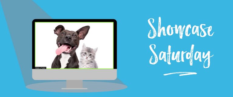 Event graphic with dog and cat on computer screen