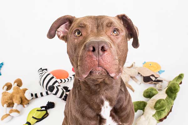 brown dog with a pile of toys surrounding him