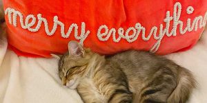 A cute kitten snuggling in front of a throw pillow that says merry everything