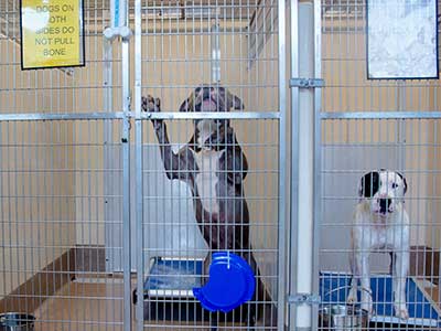 shelter dogs in their kennels