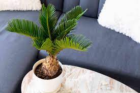 sago palm plant
