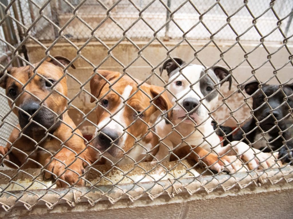 State of the Shelters - LifeLine Animal Project