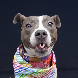 Portrait close up of smiling dog with a colorful scarf