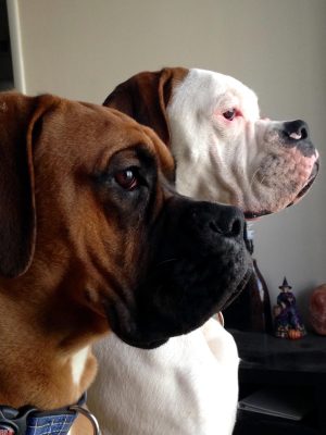 Rob Kimrey's dogs Runt and Mein