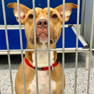 446865284_443810255020353_2400868097598385802_n