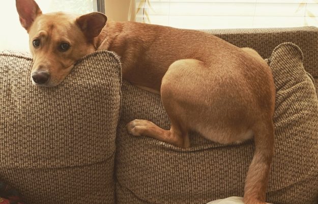 Adjusting to life with new pets