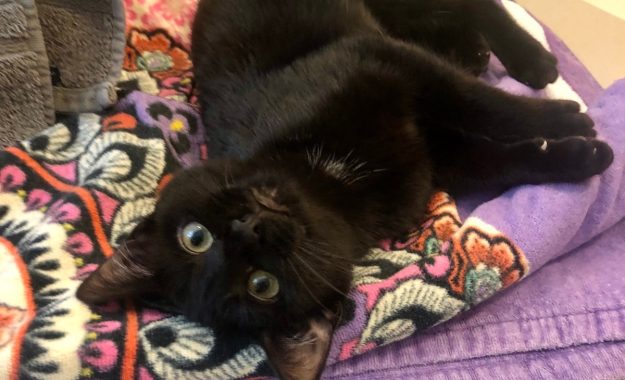 Aisha 1-1201x1069-4ce9d61