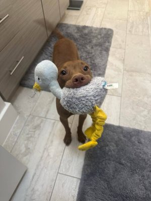 Ayla 1-900x1200-e1ce480