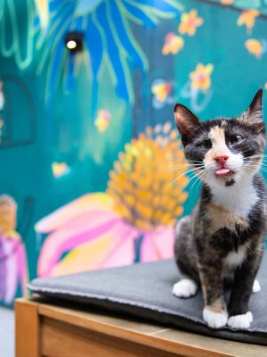 Foster kitten, Maddie, strikes a silly pose for her calendar debut at the Bellyard Hotel.