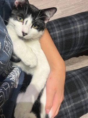 Benny fka Nutmeg (1)-400x640-5c1a733