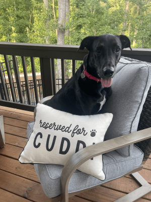 Adopted pet Cuddi wearing his collar and ID tag