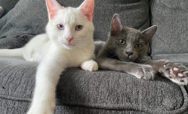 adopted cats Froot Loop and Meatloaf laying on a couch