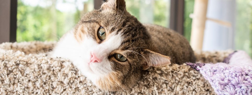 Hashbrown 49709447-3