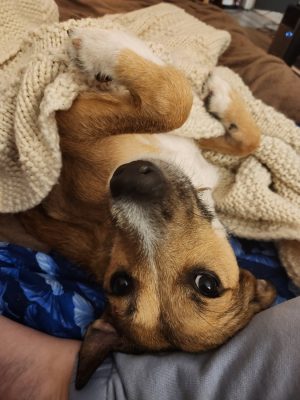 Hildey update (1)-1200x900-e339a72