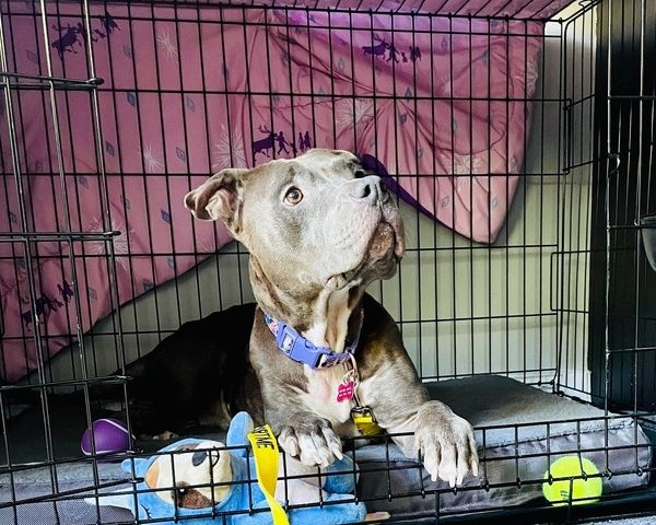 IMG_0033-601x504-1166e00