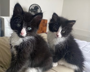 Kit Kat
