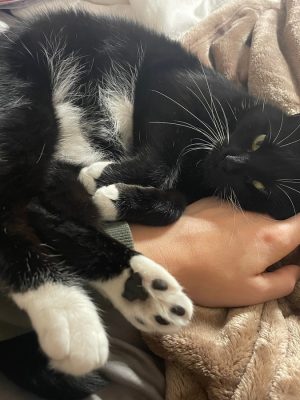 Adopted cat, Jelly Bean, now Latto, cozies up to her human!