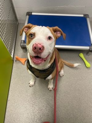 Marshall-1200x900-ac4a44d