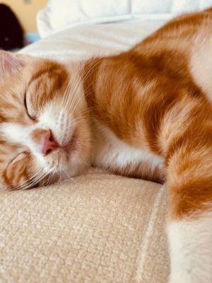 Adorable foster pet, MichaelAngelo, takes a cat nap in his foster home.