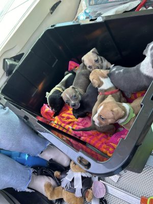 Pilots N Paws rescue DCAS 2024-3