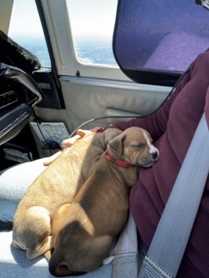 Pilots N Paws rescue DCAS 2024-4