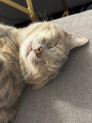 image_67238657-1200x900-e339a72